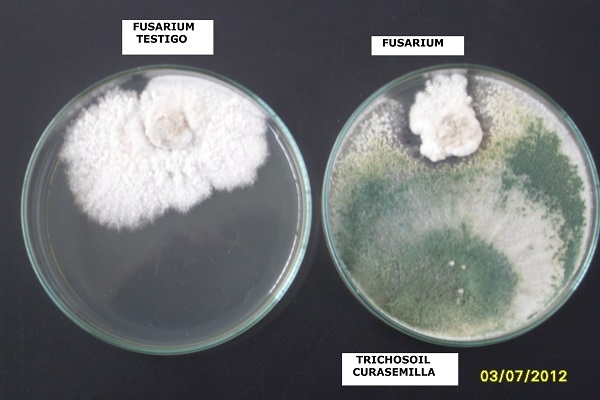 BIOLOGICAL FUNGICIDES