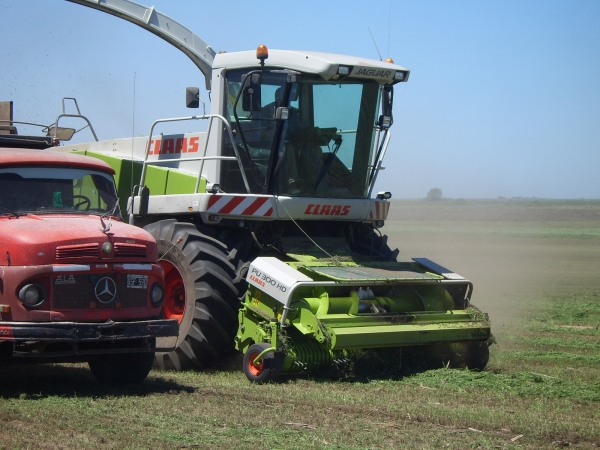 SiLAGE